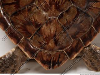 turtle skin 0003